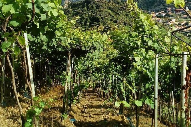 Visiting local Vineyard With Wine Tasting & Lunch included - Price and Value: What $222.26 Buys You on This 8-Hour Plan