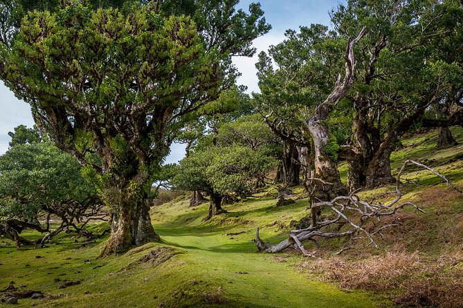 Walk - Levada of Alecrim - Key Points You Should Know Before You Go