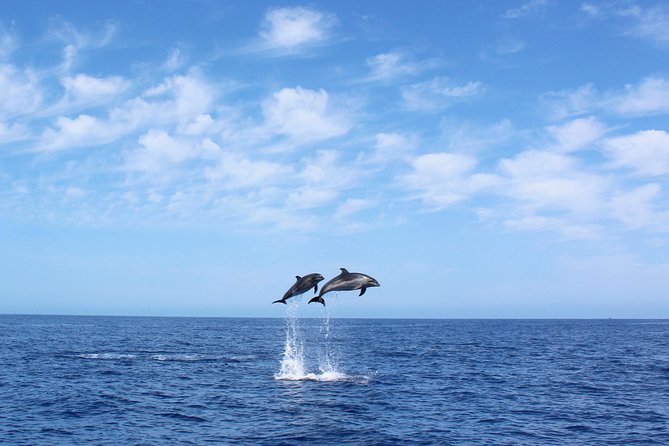 Whale and Dolphin Watching Tour in Madeira - Key things I’d focus on