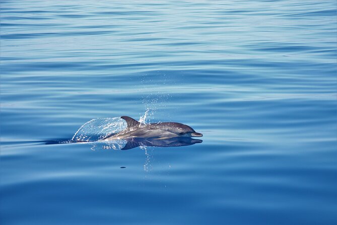 Whale and Dolphin Watching Tour in Madeira - Getting on board in Calheta: meeting point, timing, and first impressions
