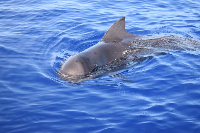 Whale and Dolphin Watching Tour in Madeira - Departure times and the whale-watching reality: which slot fits your goal?