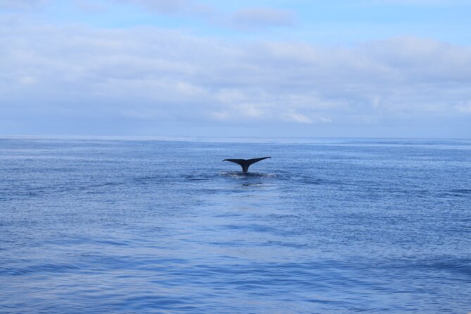 Whale and Dolphin Watching Tour in Madeira - Price and value: what $83.44 buys you in real terms