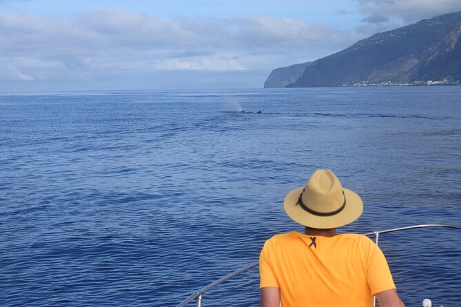 Whale and Dolphin Watching Tour in Madeira - Should you book this whale and dolphin watching tour from Calheta?