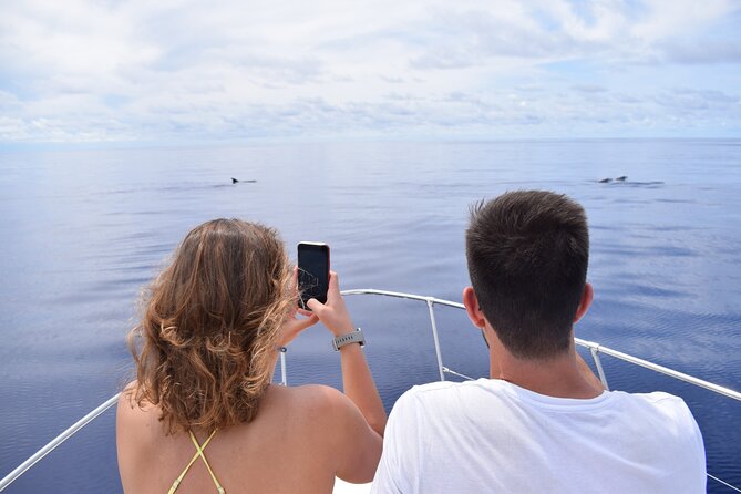 Whale and Dolphin Watching Tour in Madeira - The wildlife hunt: how you can manage expectations and still have fun