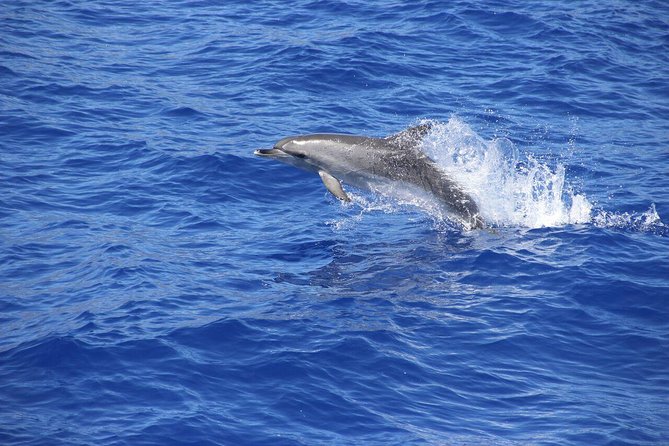 Wines Tasting Experience and Skywalk with Dolphin Watching - Cabo Girão Skywalk: 589 m of Nerves and Sunlight