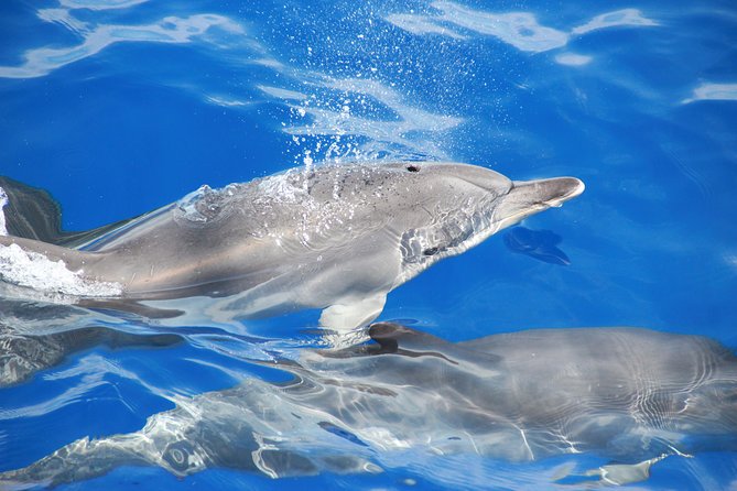 Wines Tasting Experience and Skywalk with Dolphin Watching - Who This Tour Fits Best (and Who Might Skip It)